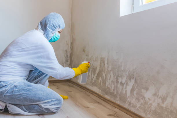 Mold Removal Process in Indian Springs Village, AL