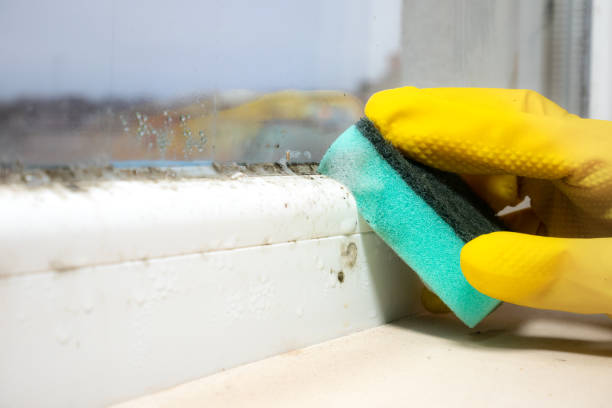 Best Commercial Mold Removal  in Indian Springs Village, AL