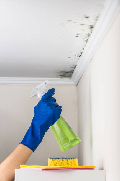 Best Attic Mold Removal  in Indian Springs Village, AL